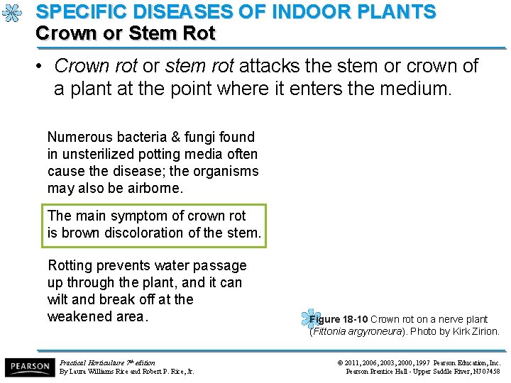 SPECIFIC DISEASES OF INDOOR PLANTS Crown or Stem Rot • Crown rot or stem