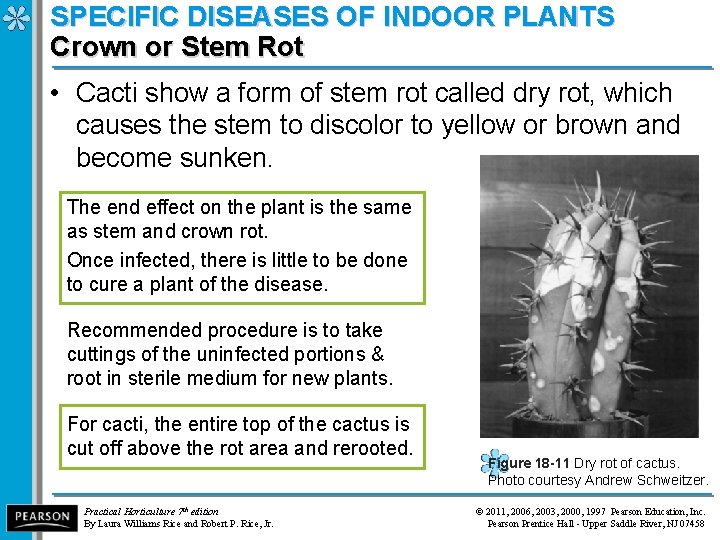 SPECIFIC DISEASES OF INDOOR PLANTS Crown or Stem Rot • Cacti show a form