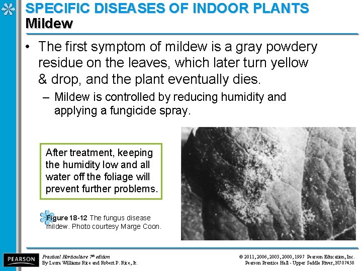 SPECIFIC DISEASES OF INDOOR PLANTS Mildew • The first symptom of mildew is a