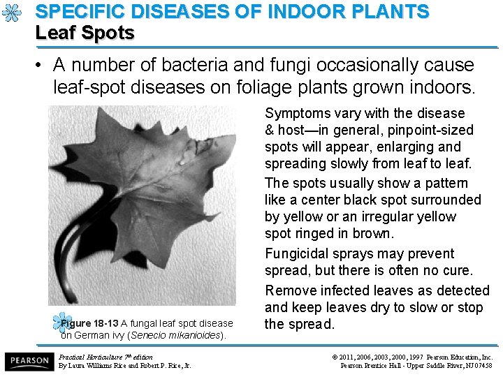 SPECIFIC DISEASES OF INDOOR PLANTS Leaf Spots • A number of bacteria and fungi