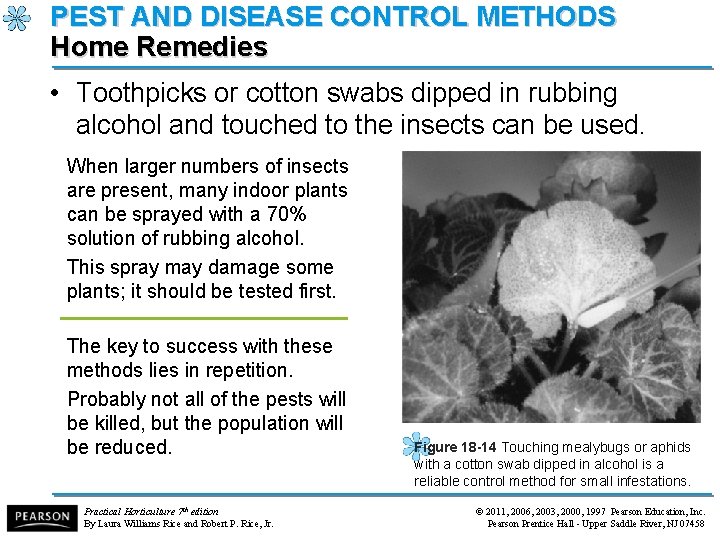 PEST AND DISEASE CONTROL METHODS Home Remedies • Toothpicks or cotton swabs dipped in