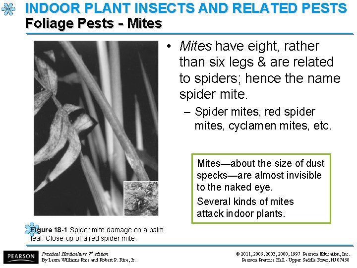 INDOOR PLANT INSECTS AND RELATED PESTS Foliage Pests - Mites • Mites have eight,