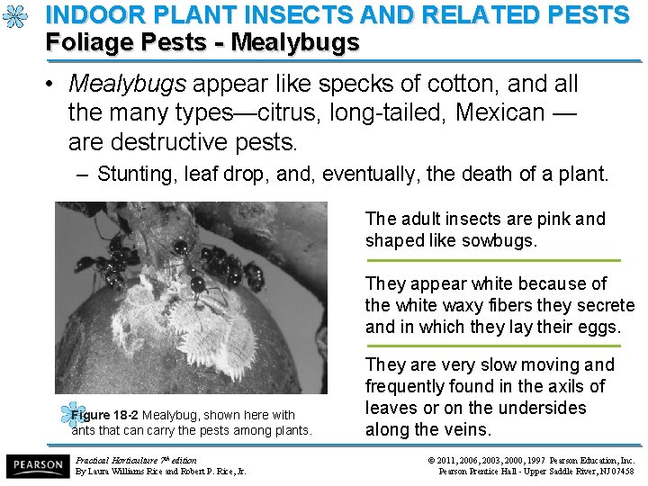 INDOOR PLANT INSECTS AND RELATED PESTS Foliage Pests - Mealybugs • Mealybugs appear like