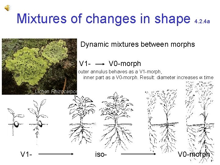 Mixtures of changes in shape 4. 2. 4 a Dynamic mixtures between morphs V Mixtures of changes in shape 4. 2. 4 a Dynamic mixtures between morphs V