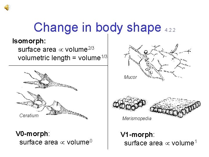 Change in body shape 4. 2. 2 Isomorph: surface area volume 2/3 volumetric length Change in body shape 4. 2. 2 Isomorph: surface area volume 2/3 volumetric length