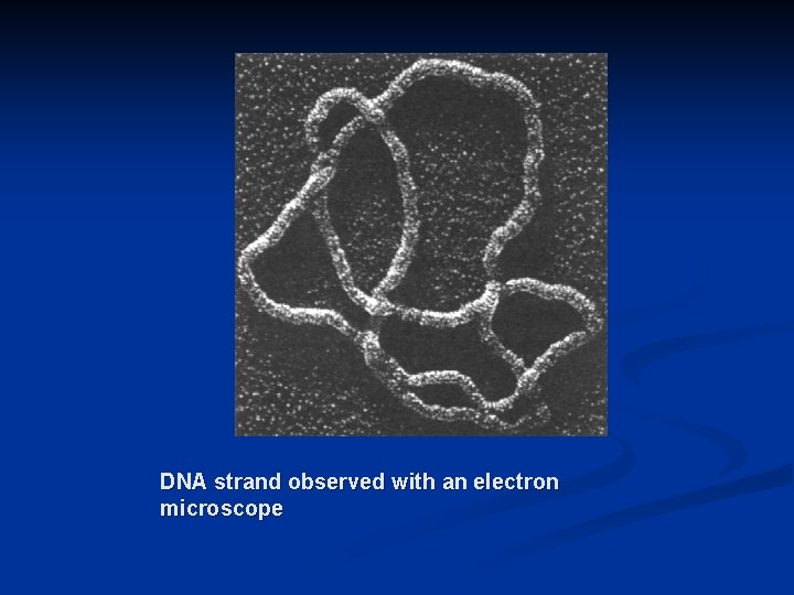 DNA strand observed with an electron microscope 