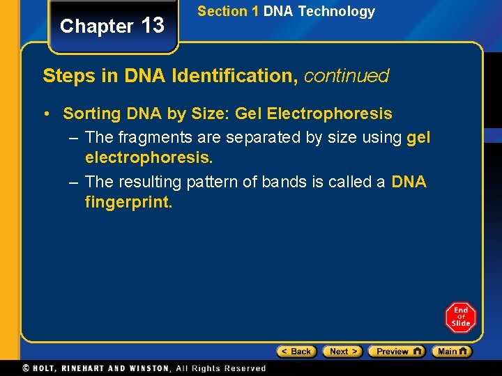 Chapter 13 Section 1 DNA Technology Steps in DNA Identification, continued • Sorting DNA