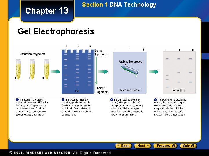 Chapter 13 Section 1 DNA Technology Gel Electrophoresis 