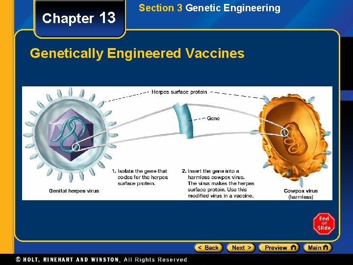 Chapter 13 Section 3 Genetic Engineering Genetically Engineered Vaccines 