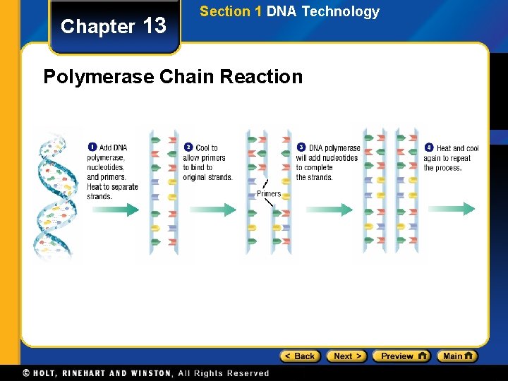 Chapter 13 Section 1 DNA Technology Polymerase Chain Reaction 