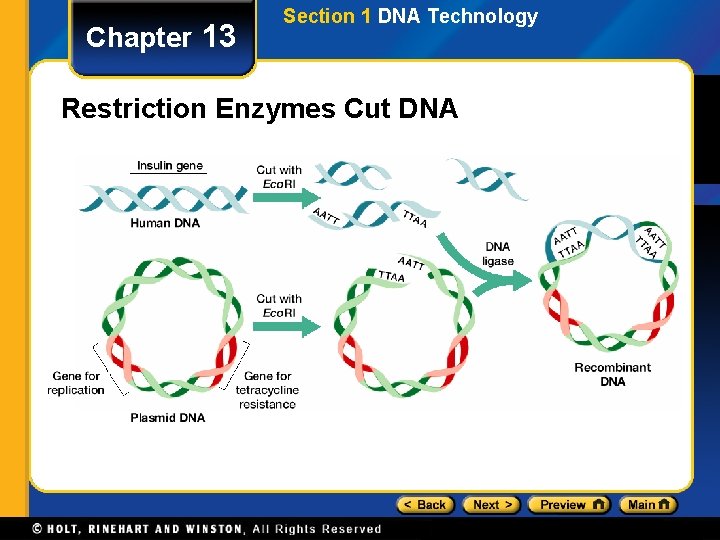 Chapter 13 Section 1 DNA Technology Restriction Enzymes Cut DNA 