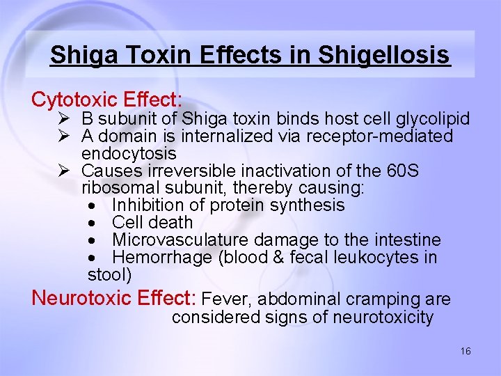 Shiga Toxin Effects in Shigellosis Cytotoxic Effect: Ø B subunit of Shiga toxin binds
