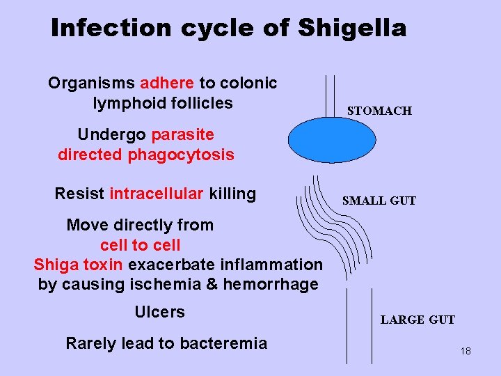 Infection cycle of Shigella Organisms adhere to colonic lymphoid follicles STOMACH Undergo parasite directed