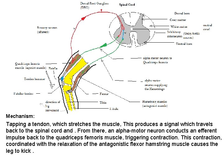 Mechanism: Tapping a tendon, which stretches the muscle, This produces a signal which travels Mechanism: Tapping a tendon, which stretches the muscle, This produces a signal which travels