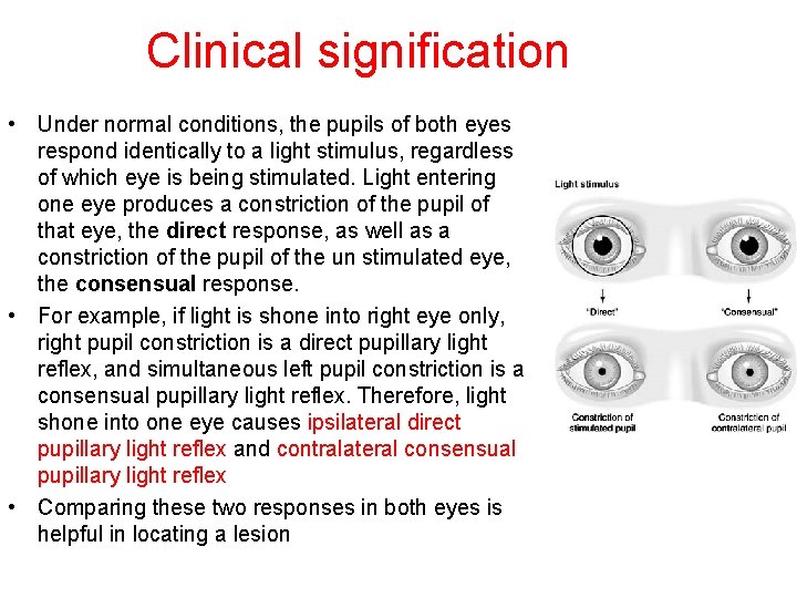 Clinical signification • Under normal conditions, the pupils of both eyes respond identically to Clinical signification • Under normal conditions, the pupils of both eyes respond identically to