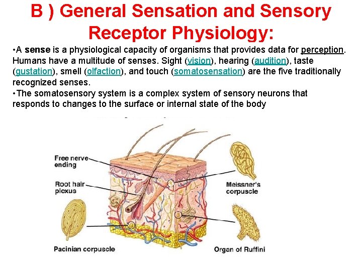 B ) General Sensation and Sensory Receptor Physiology: • A sense is a physiological B ) General Sensation and Sensory Receptor Physiology: • A sense is a physiological