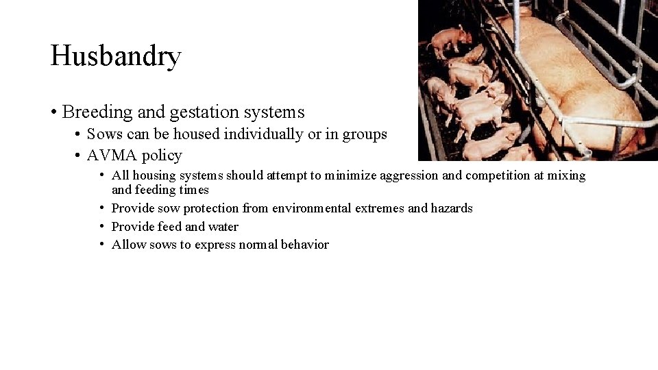 Husbandry • Breeding and gestation systems • Sows can be housed individually or in