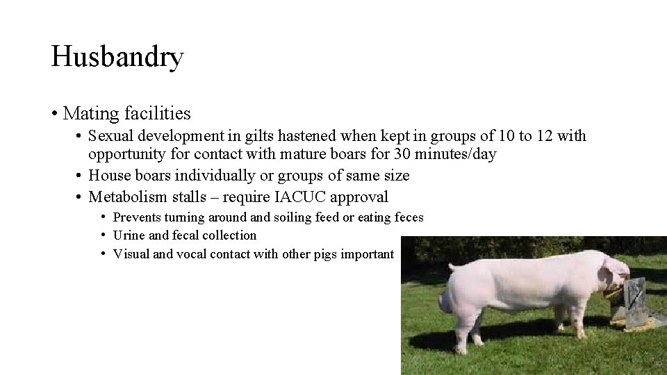 Husbandry • Mating facilities • Sexual development in gilts hastened when kept in groups