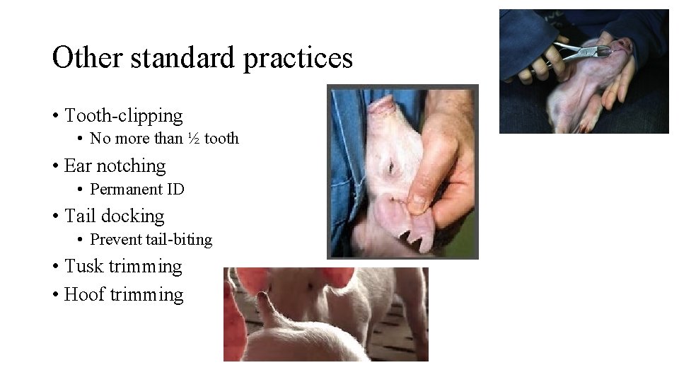 Other standard practices • Tooth-clipping • No more than ½ tooth • Ear notching