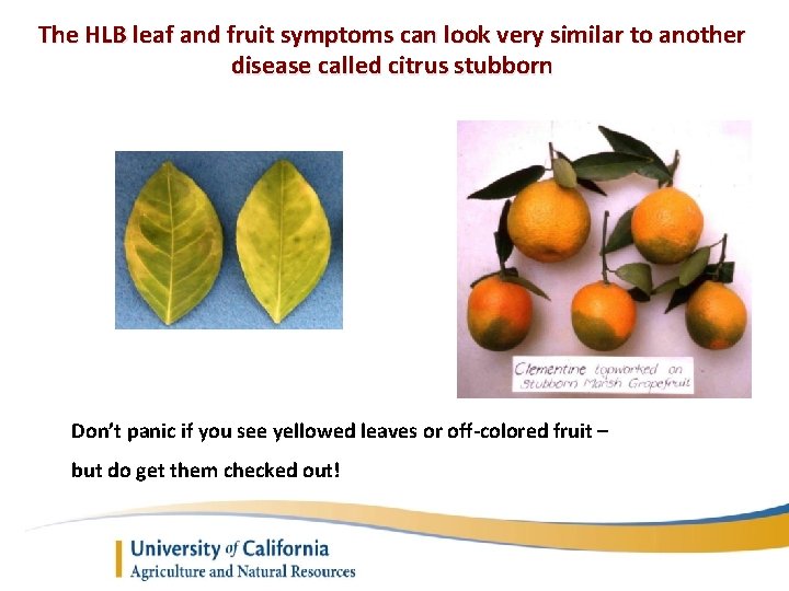 The HLB leaf and fruit symptoms can look very similar to another disease called