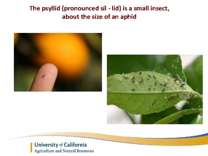 The psyllid (pronounced síl - lid) is a small insect, about the size of