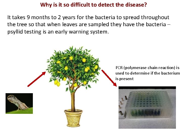 Why is it so difficult to detect the disease? It takes 9 months to