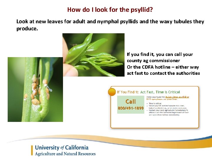 How do I look for the psyllid? Look at new leaves for adult and