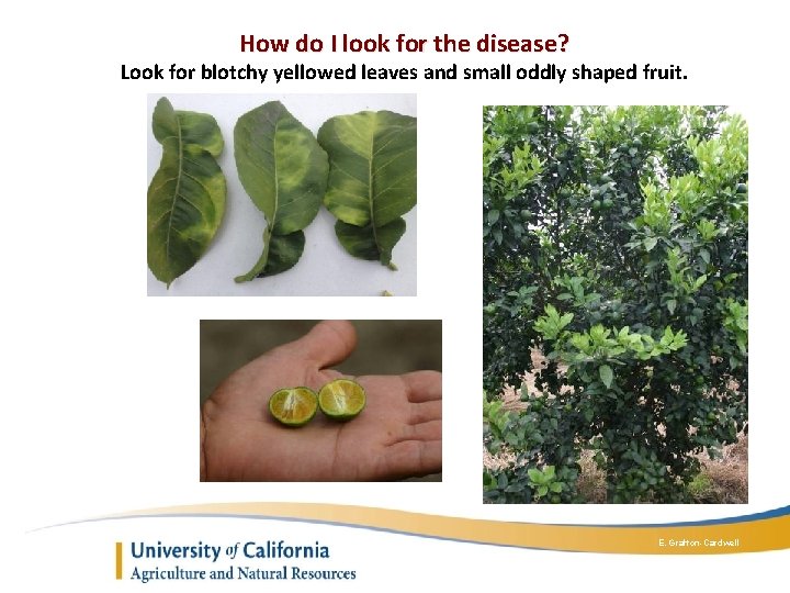 How do I look for the disease? Look for blotchy yellowed leaves and small