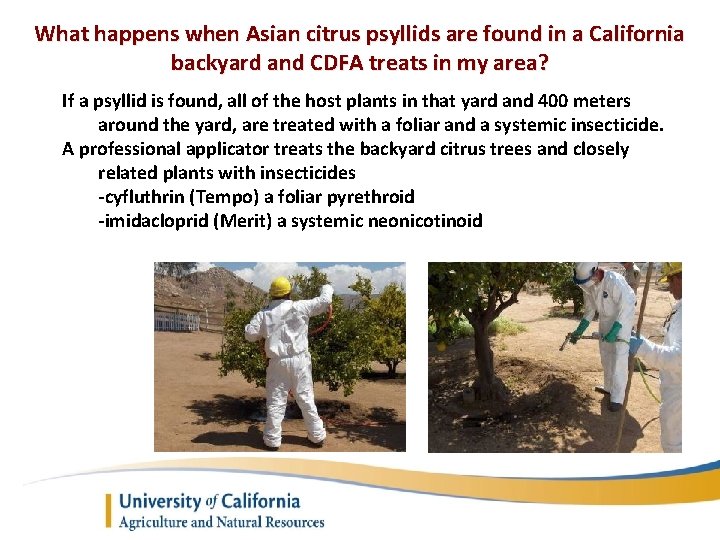 What happens when Asian citrus psyllids are found in a California backyard and CDFA