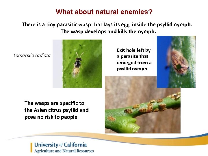 What about natural enemies? There is a tiny parasitic wasp that lays its egg