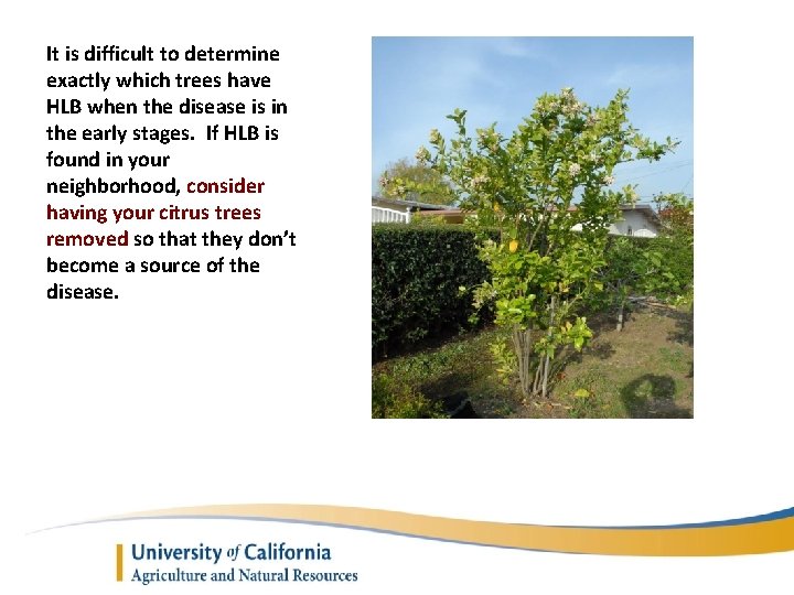 It is difficult to determine exactly which trees have HLB when the disease is