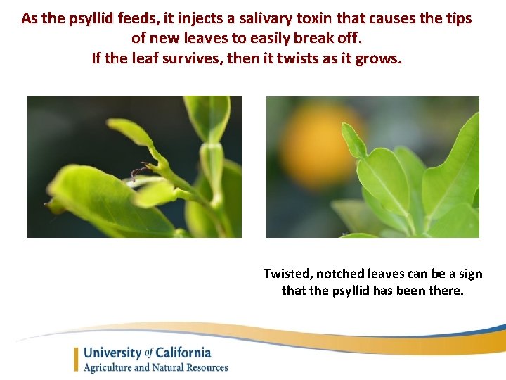 As the psyllid feeds, it injects a salivary toxin that causes the tips of