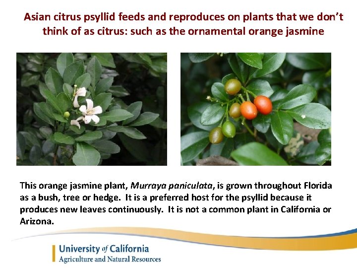 Asian citrus psyllid feeds and reproduces on plants that we don’t think of as