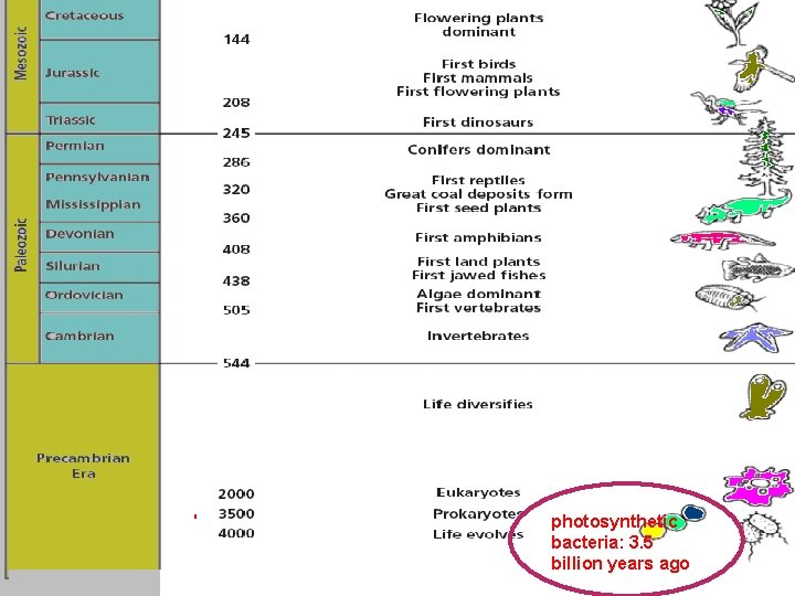 photosynthetic bacteria: 3. 5 billion years ago Slide 19 of 20 