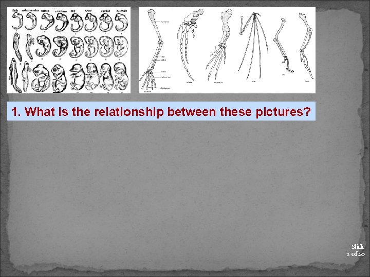 1. What is the relationship between these pictures? Slide 2 of 20 