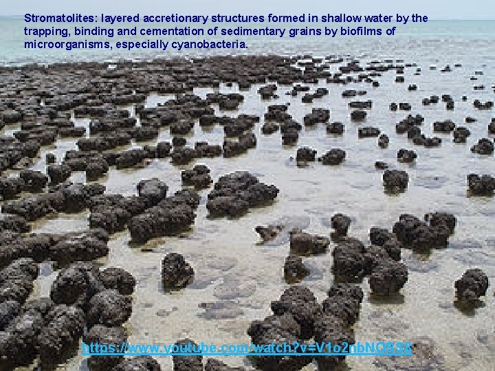 Stromatolites: layered accretionary structures formed in shallow water by the trapping, binding and cementation