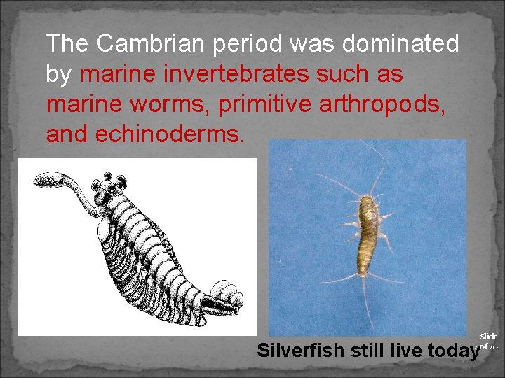 The Cambrian period was dominated by marine invertebrates such as marine worms, primitive arthropods,