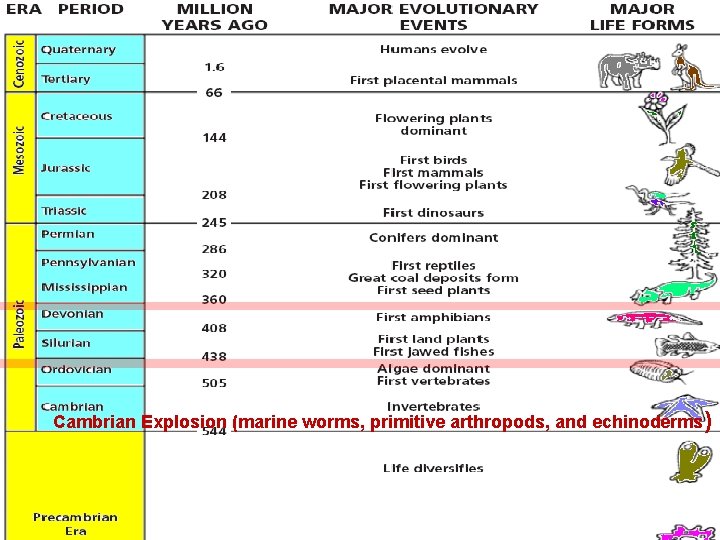 Cambrian Explosion (marine worms, primitive arthropods, and echinoderms ) Slide 23 of 20 