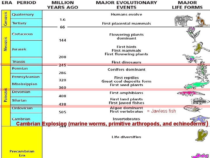 = Jawless fish Cambrian Explosion (marine worms, primitive arthropods, and echinoderms ) Slide 24