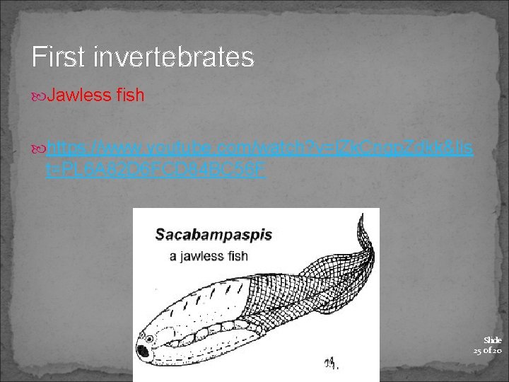 First invertebrates Jawless fish https: //www. youtube. com/watch? v=l. Zk. Cngp. Zdkk&lis t=PL 6