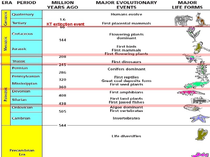 KT extinction event Slide 27 of 20 