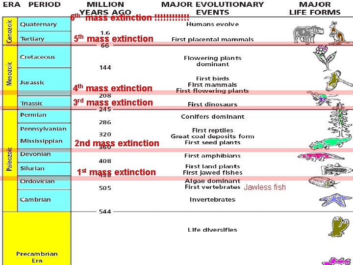 6 th mass extinction !!!!!! 5 th mass extinction 4 th mass extinction 3