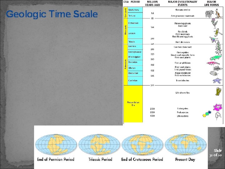 Geologic Time Scale Slide 32 of 20 