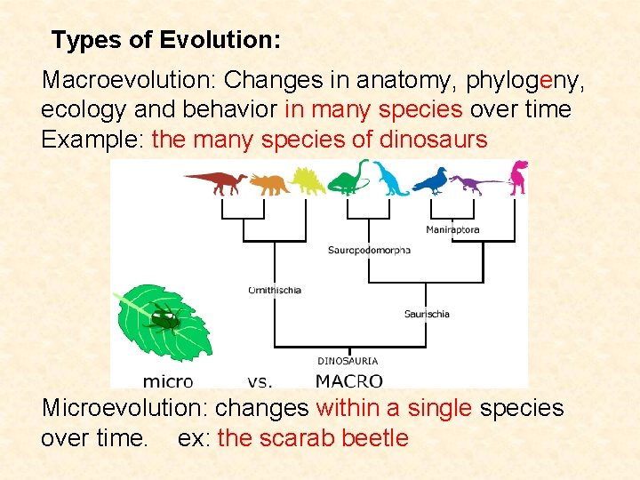 Types of Evolution: Macroevolution: Changes in anatomy, phylogeny, ecology and behavior in many species