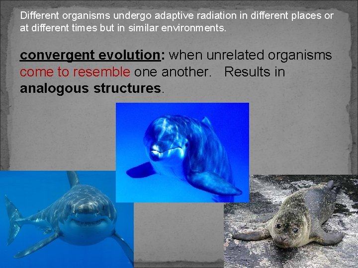 Different organisms undergo adaptive radiation in different places or at different times but in