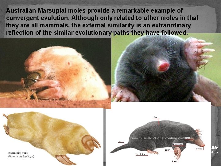 Australian Marsupial moles provide a remarkable example of convergent evolution. Although only related to