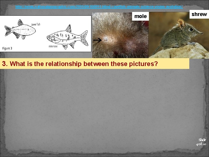 http: //news. nationalgeographic. com/2015/09/150911 -blind-cavefish-animals-science-vision-evolution/ mole shrew 3. What is the relationship between these