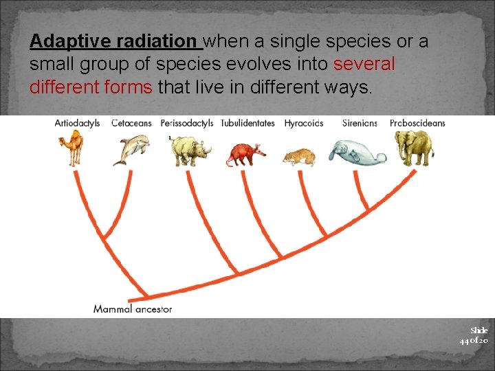 Adaptive radiation when a single species or a small group of species evolves into