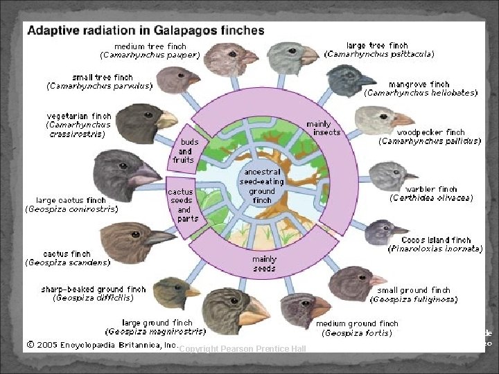 Copyright Pearson Prentice Hall Slide 45 of 20 