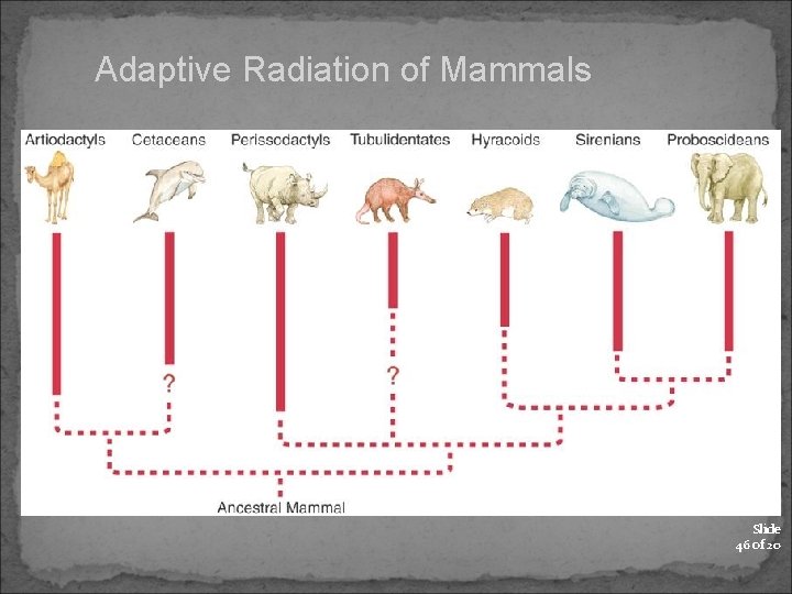 Adaptive Radiation of Mammals Slide 46 of 20 